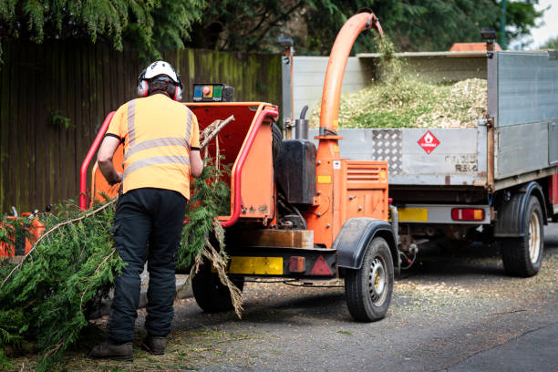 Tree Root Removal in Melvindale, MI